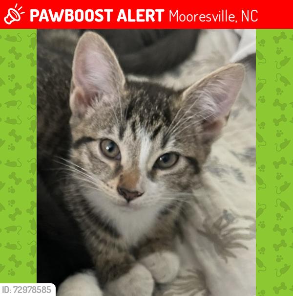 Lost Female Cat last seen Sundown Road, Mooresville, NC 28117
