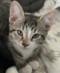 Lost Female Cat last seen Sundown Road, Mooresville, NC 28117