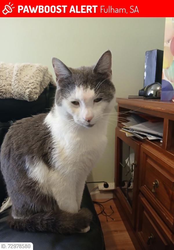 Lost Male Cat last seen Near farncomb road FULHAM SA 5024, Fulham, SA 5024