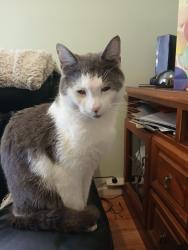 Lost Male Cat last seen Near farncomb road FULHAM SA 5024, Fulham, SA 5024