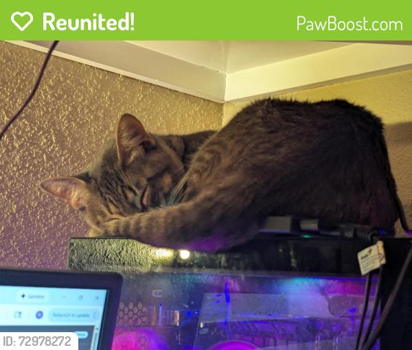 Reunited Male Cat last seen Liberty dr, Pearland, TX 77581