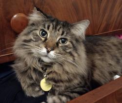 Lost Male Cat last seen W 5th Ave and Cambridge Blvd, Columbus, OH 43212