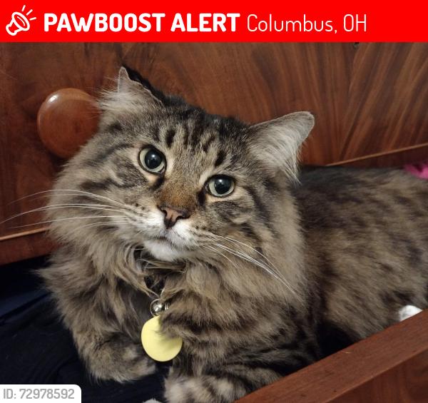 Lost Male Cat last seen W 5th Ave and Cambridge Blvd, Columbus, OH 43212