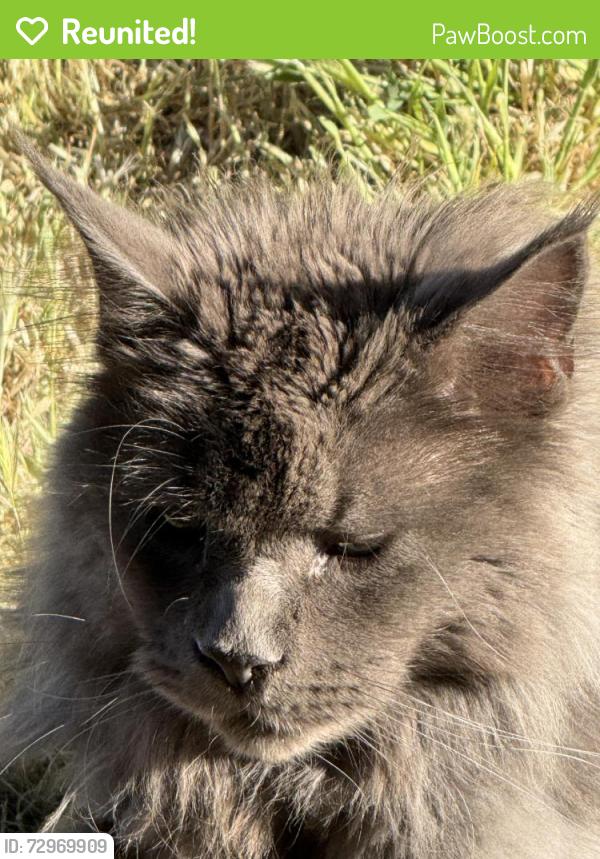 Reunited Unknown Cat last seen Homedale and Crystal lane, Caldwell, ID 83607