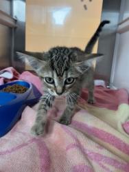 Shelter Stray Female Cat last seen BAILEY RD, 8311 Freedom Dr, Pearland, TX 77581, USA