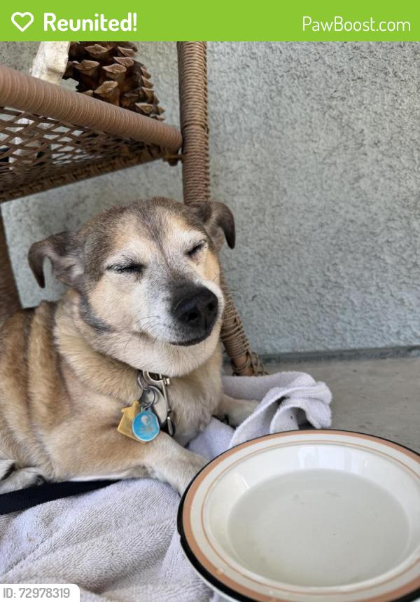 Reunited Male Dog last seen Stores, Pomona, CA 91766