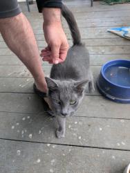 Found/Stray Female Cat last seen Peachtree and Hillcrest, Johnson City, TN 37604