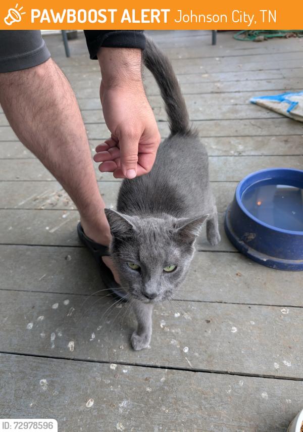 Found/Stray Female Cat last seen Peachtree and Hillcrest, Johnson City, TN 37604