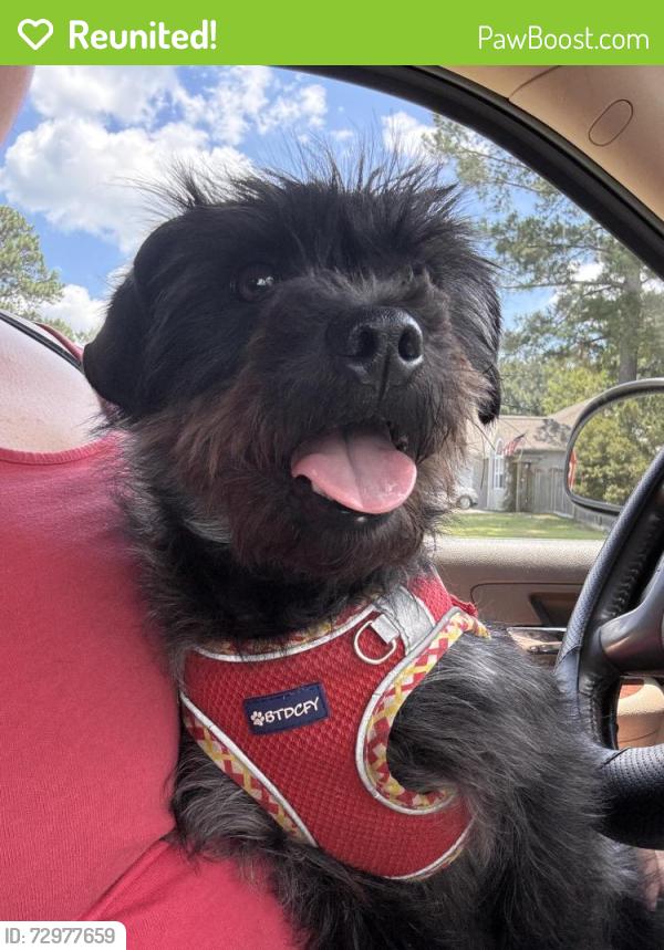 Reunited Male Dog last seen Sand pebble dr. , Leland, NC 28451