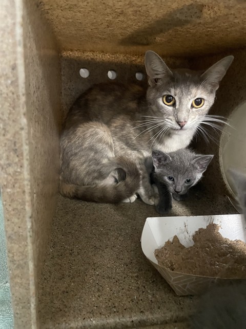 Shelter Stray Female Cat last seen Near BLOCK N MERIDIAN RD, TALLAHASSEE FL 32303, Tallahassee, FL 32311