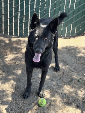 Shelter Stray Female Dog last seen SIERRA AND MARRYGOLD, 333 Chandler Pl, San Bernardino, CA 92408, USA