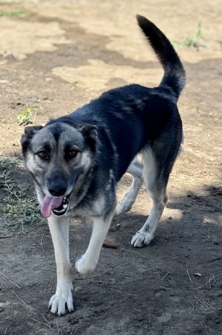 Shelter Stray Female Dog last seen N CACTUS AVE X W BOHNERT AVE, 333 Chandler Pl, San Bernardino, CA 92408, USA