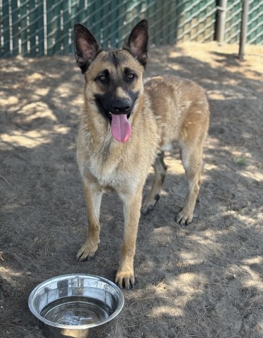 Shelter Stray Male Dog last seen IRON WOOD/IRIS, 333 Chandler Pl, San Bernardino, CA 92408, USA