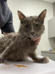 Shelter Stray Female Cat last seen Near , 2600 S Harding St, Indianapolis, IN 46221, USA