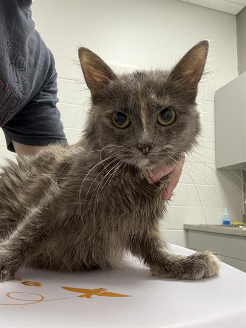 Shelter Stray Female Cat last seen Near , 2600 S Harding St, Indianapolis, IN 46221, USA