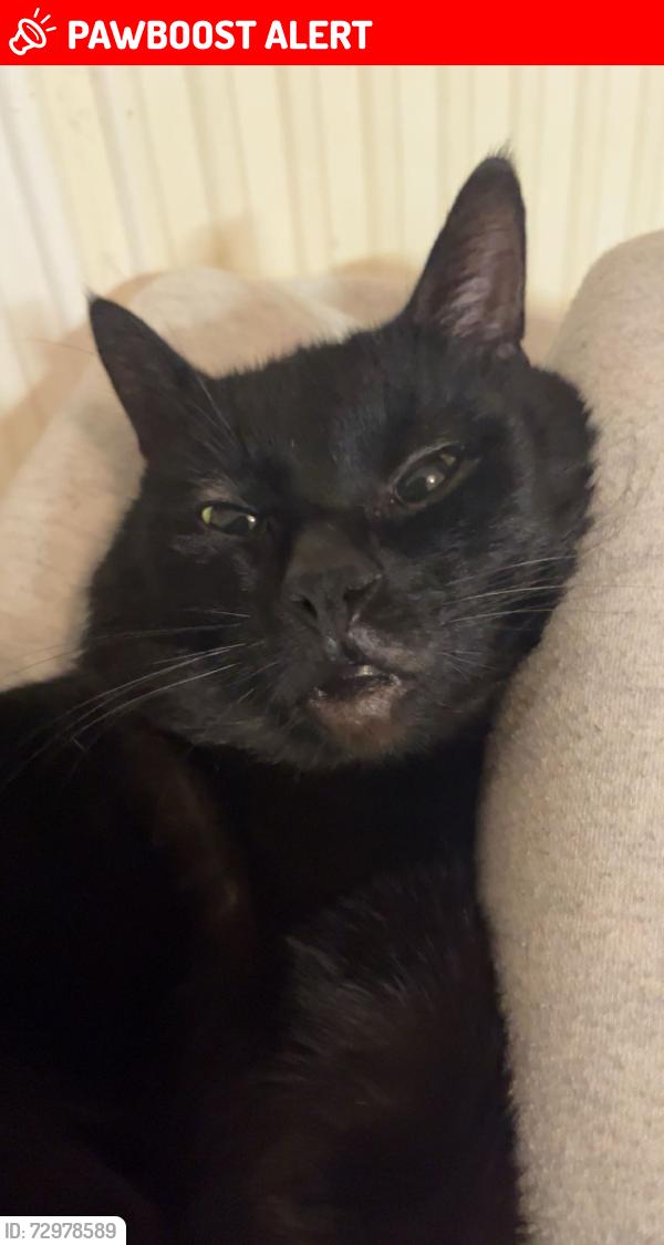 Lost Male Cat last seen My back garden in the village gardens,blantyer area , Blantyre, Scotland G72 9PG