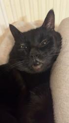 Lost Male Cat last seen My back garden in the village gardens,blantyer area , Blantyre, Scotland G72 9PG
