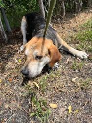 Shelter Stray Male Dog last seen Near BLOCK BAY DR., 3599 NW 79th Ave, Doral, FL 33122, USA
