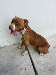 Shelter Stray Male Dog last seen Near BLOCK SW 236TH ST, 3599 NW 79th Ave, Doral, FL 33122, USA