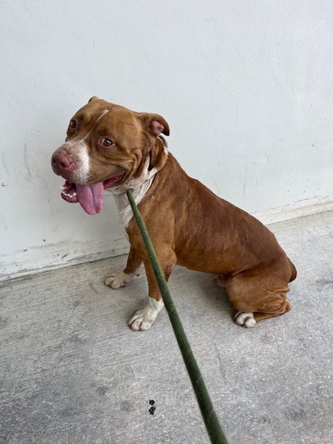 Shelter Stray Male Dog last seen Near BLOCK SW 236TH ST, 3599 NW 79th Ave, Doral, FL 33122, USA