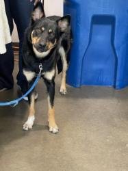 Shelter Stray Female Dog last seen , 14409 Vanowen St, Van Nuys, CA 91405, USA
