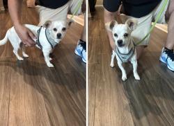 Reunited Male Dog last seen Near TX-105, Cut and Shoot, TX 77306, USA, Cut and Shoot, TX 77306