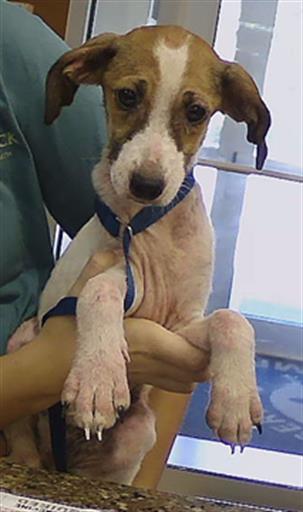 Shelter Stray Female Dog last seen QUAILHOLLOW BLVD, Land O' Lakes, FL 34638