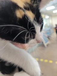 Shelter Stray Female Cat last seen , 14409 Vanowen St, Van Nuys, CA 91405, USA