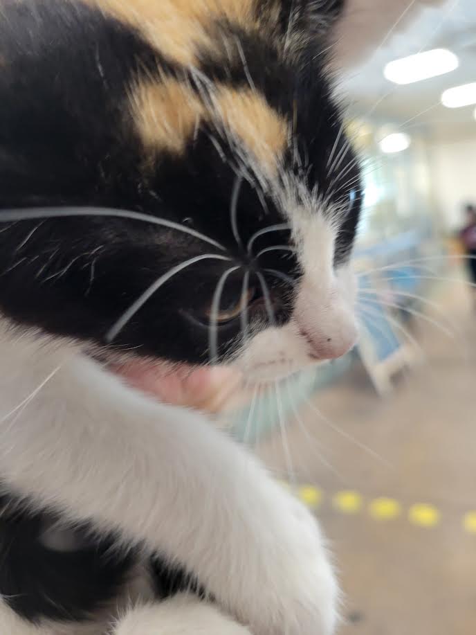 Shelter Stray Female Cat last seen , 14409 Vanowen St, Van Nuys, CA 91405, USA