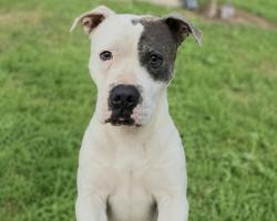 Found/Stray Male Dog last seen St James Park, The Bronx, NY 10457