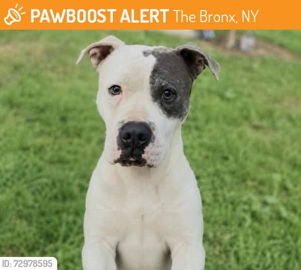 Found/Stray Male Dog last seen St James Park, The Bronx, NY 10457