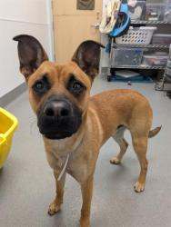 Shelter Stray Male Dog last seen 19TH/YORK, San Francisco, CA 94103