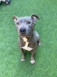 Shelter Stray Male Dog last seen ARBALLO X GONZALEZ, San Francisco, CA 94103