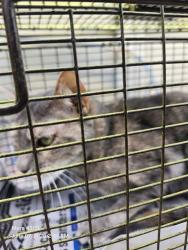 Shelter Stray Female Cat last seen HAREFIELD, 4710 TX-151, San Antonio, TX 78227, USA