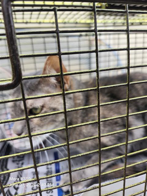 Shelter Stray Female Cat last seen HAREFIELD, 4710 TX-151, San Antonio, TX 78227, USA