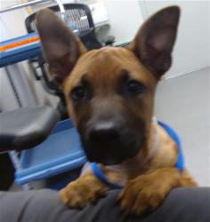 Shelter Stray Female Dog last seen INGERSON X JENNINGS, San Francisco, CA 94103