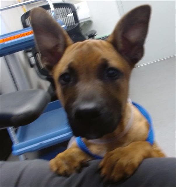 Shelter Stray Female Dog last seen INGERSON X JENNINGS, San Francisco, CA 94103