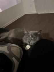 Reunited Female Cat last seen Gibbon rd, Charlotte, NC 28269