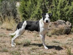 Shelter Stray Female Dog last seen Near BLOCK  POVI PIN POE  SF NM 87508, 100 Caja Del Rio Rd, Santa Fe, NM 87507, USA