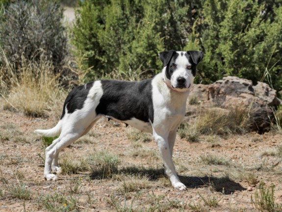 Shelter Stray Female Dog last seen Near BLOCK  POVI PIN POE  SF NM 87508, 100 Caja Del Rio Rd, Santa Fe, NM 87507, USA