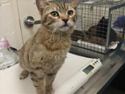Shelter Stray Female Cat last seen Near BLOCK MANN ST / FIFTH ST  SANTA FE NM 87505, 100 Caja Del Rio Rd, Santa Fe, NM 87507, USA