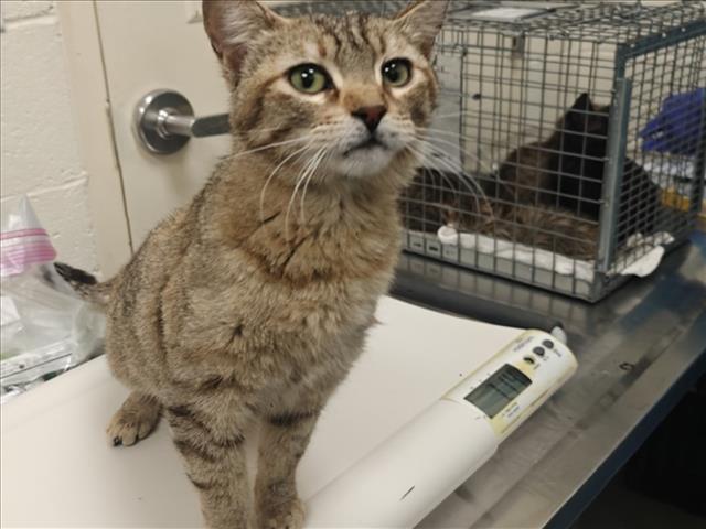 Shelter Stray Female Cat last seen Near BLOCK MANN ST / FIFTH ST  SANTA FE NM 87505, 100 Caja Del Rio Rd, Santa Fe, NM 87507, USA