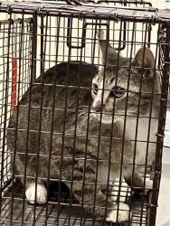 Shelter Stray Female Cat last seen Near BLK MIRA MAR AVE, LONG BEACH, CA 90815, 7700 E Spring St, Long Beach, CA 90815, USA