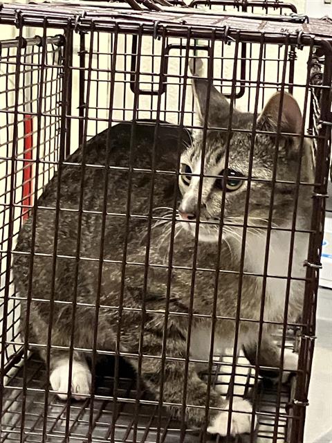 Shelter Stray Female Cat last seen Near BLK MIRA MAR AVE, LONG BEACH, CA 90815, 7700 E Spring St, Long Beach, CA 90815, USA