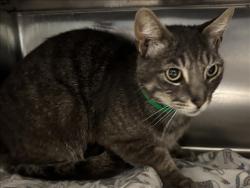 Shelter Stray Male Cat last seen , 957 N Gaffey St, San Pedro, CA 90731, USA