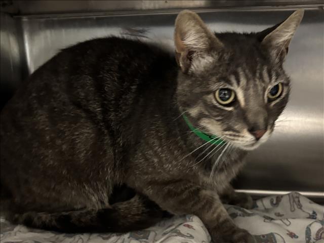 Shelter Stray Male Cat last seen , 957 N Gaffey St, San Pedro, CA 90731, USA