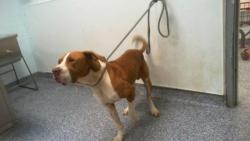 Shelter Stray Male Dog last seen CHARLOTTE, 8315 Byrum Dr, Charlotte, NC 28217, USA