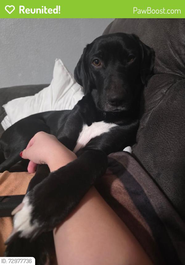 Reunited Female Dog last seen Near Red Currant Ave, Las Vegas, NV 89148, USA, Las Vegas, NV 89148
