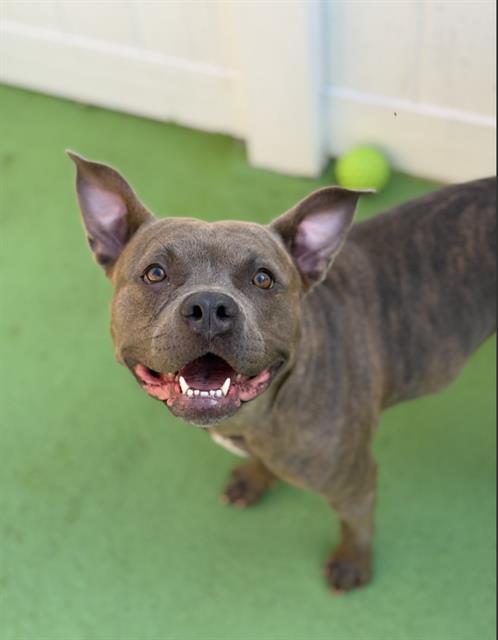 Shelter Stray Female Dog last seen MATTHEWS, 8315 Byrum Dr, Charlotte, NC 28217, USA