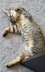 Shelter Stray Male Cat last seen CHARLOTTE, 8315 Byrum Dr, Charlotte, NC 28217, USA